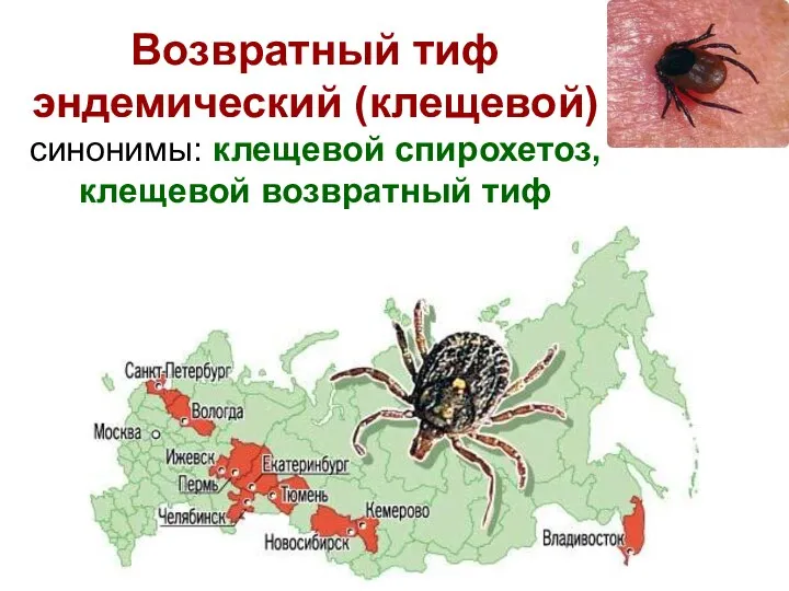 Возвратный тиф эндемический (клещевой) синонимы: клещевой спирохетоз, клещевой возвратный тиф