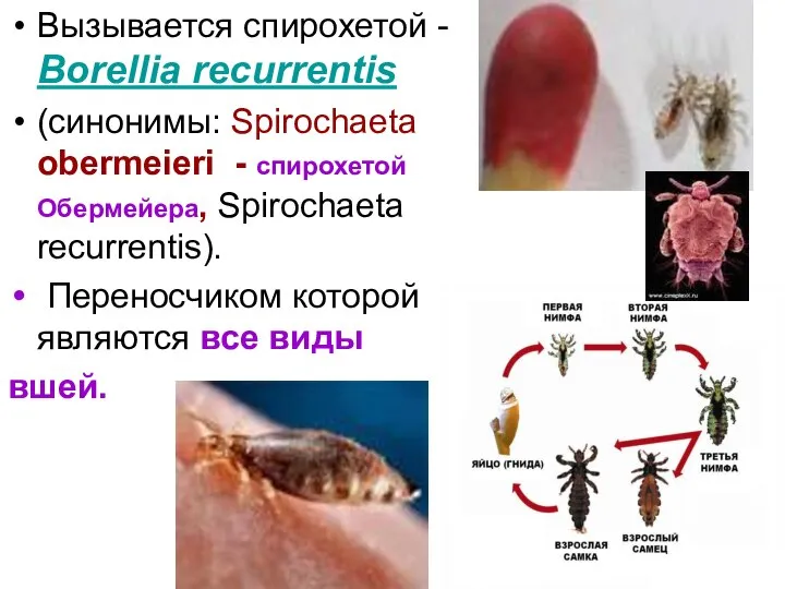 Вызывается спирохетой - Borellia recurrentis (синонимы: Spirochaeta obermeieri - спирохетой Обермейера,