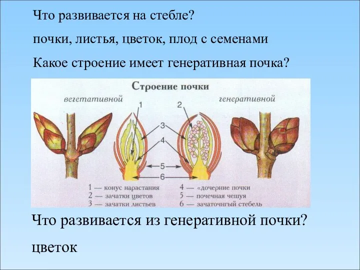 Что развивается на стебле? почки, листья, цветок, плод с семенами Какое