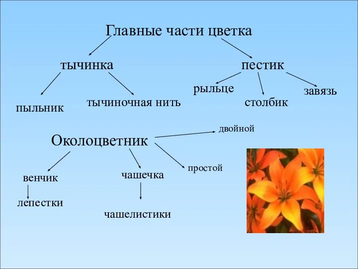 Главные части цветка тычинка пестик пыльник тычиночная нить рыльце столбик завязь