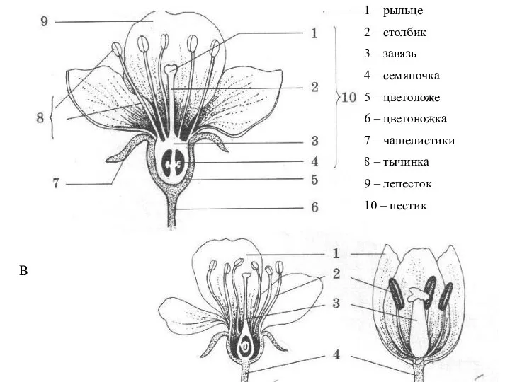 1 – рыльце 2 – столбик 3 – завязь 4 –