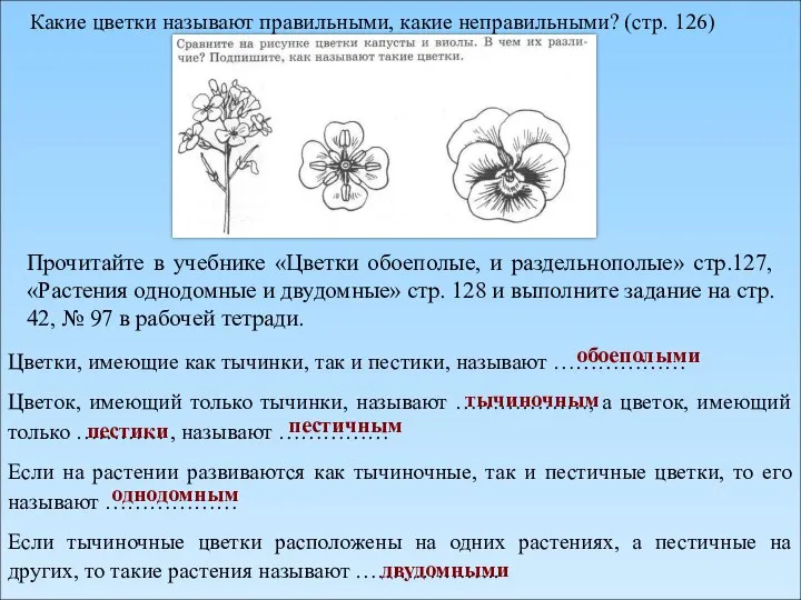 Какие цветки называют правильными, какие неправильными? (стр. 126) Прочитайте в учебнике