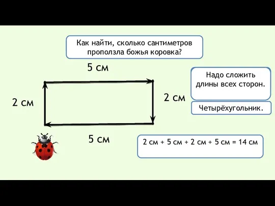 Начертите путь божьей коровки. 2 см 5 см 2 см 5