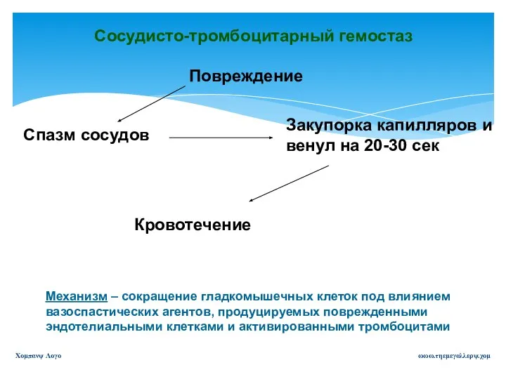 ωωω.τηεμεγαλλερψ.χομ Χομπανψ Λογο Сосудисто-тромбоцитарный гемостаз Повреждение Спазм сосудов Закупорка капилляров и