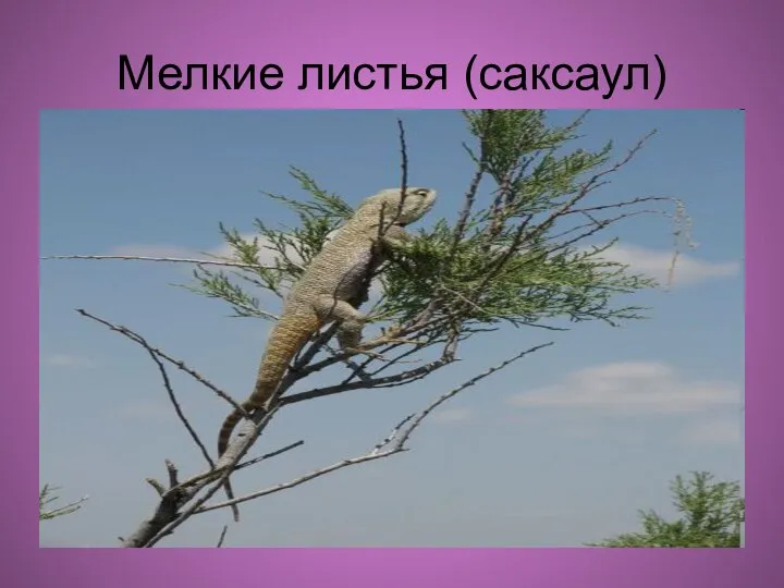 Мелкие листья (саксаул)