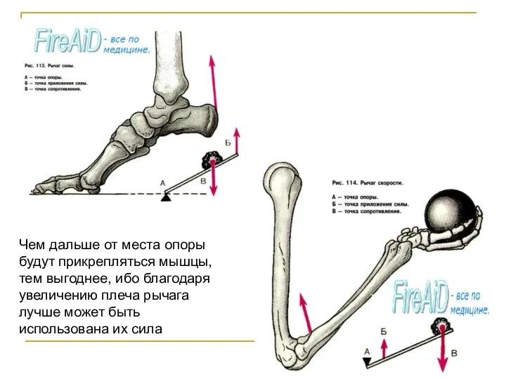 Чем дальше от места опоры будут прикрепляться мышцы, тем выгоднее, ибо