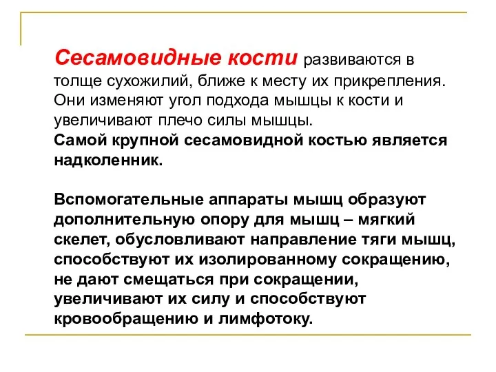 Сесамовидные кости развиваются в толще сухожилий, ближе к месту их прикрепления.