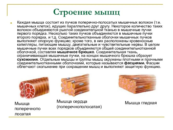 Строение мышц Каждая мышца состоит из пучков поперечно-полосатых мышечных волокон (т.е.