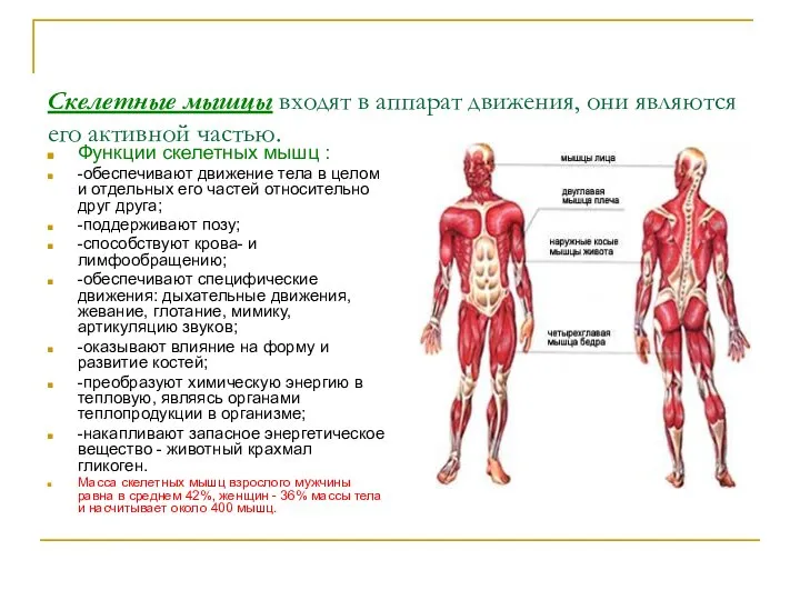 Скелетные мышцы входят в аппарат движения, они являются его активной частью.