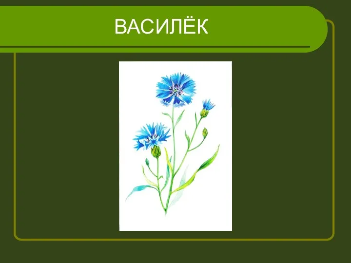 ВАСИЛЁК