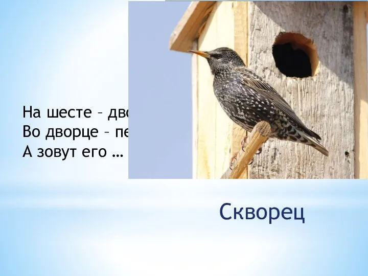 На шесте – дворец, Во дворце – певец, А зовут его … Скворец