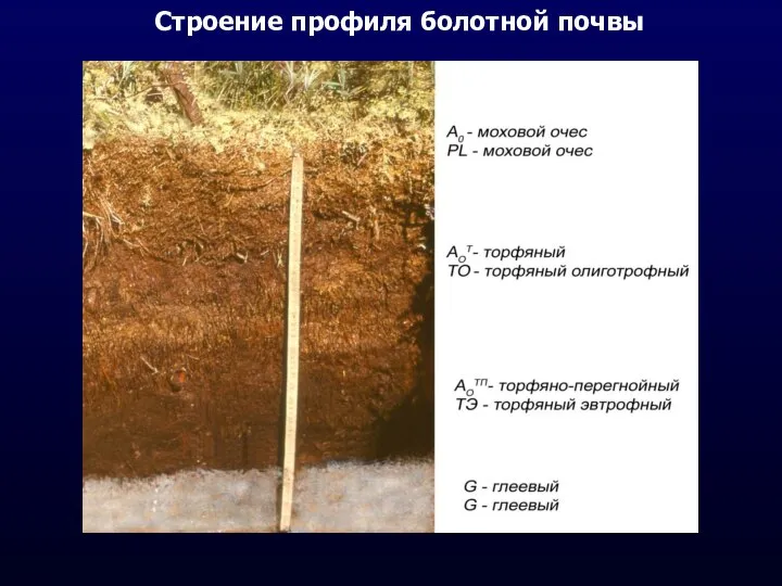 Строение профиля болотной почвы