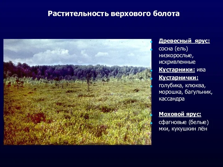 Растительность верхового болота Древесный ярус: сосна (ель) низкорослые, искривленные Кустарники: ива
