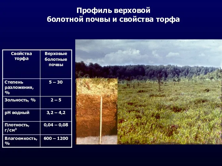 Профиль верховой болотной почвы и свойства торфа