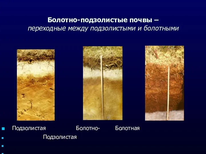 Болотно-подзолистые почвы – переходные между подзолистыми и болотными Подзолистая Болотно- Болотная Подзолистая