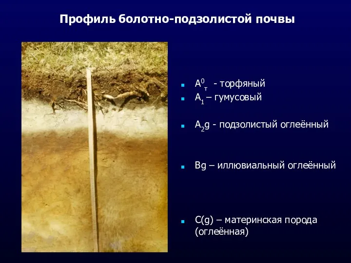 Профиль болотно-подзолистой почвы А0т - торфяный А1 – гумусовый А2g -