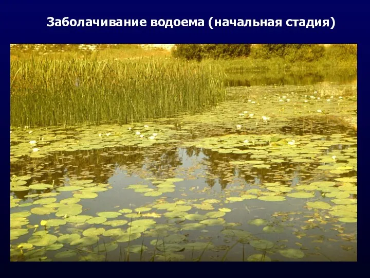 Заболачивание водоема (начальная стадия)