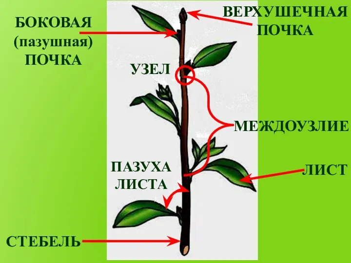 СТЕБЕЛЬ ЛИСТ ПАЗУХА ЛИСТА МЕЖДОУЗЛИЕ УЗЕЛ БОКОВАЯ (пазушная) ПОЧКА ВЕРХУШЕЧНАЯ ПОЧКА