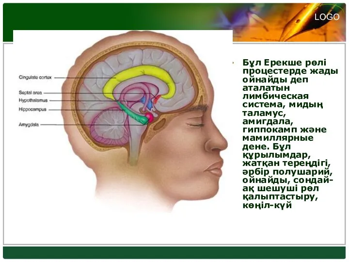 Бұл Ерекше рөлі процестерде жады ойнайды деп аталатын лимбическая система, мидың