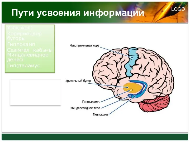 Пути усвоения информации Ұзақ жол: Көрермендер бугоры Гиппокамп Сезімтал қабығы Миндалевидное