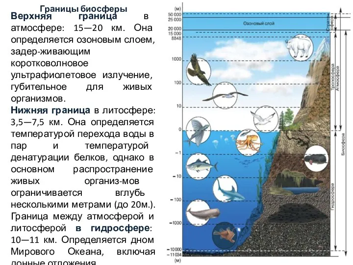 Верхняя граница в атмосфере: 15—20 км. Она определяется озоновым слоем, задер-живающим