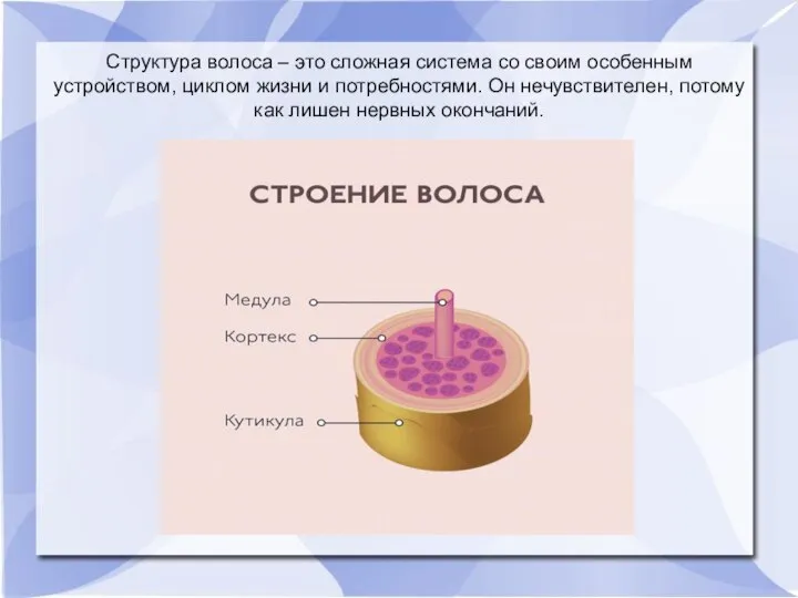 Структура волоса – это сложная система со своим особенным устройством, циклом