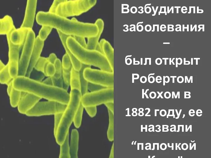 Возбудитель заболевания – был открыт Робертом Кохом в 1882 году, ее назвали “палочкой Коха”.