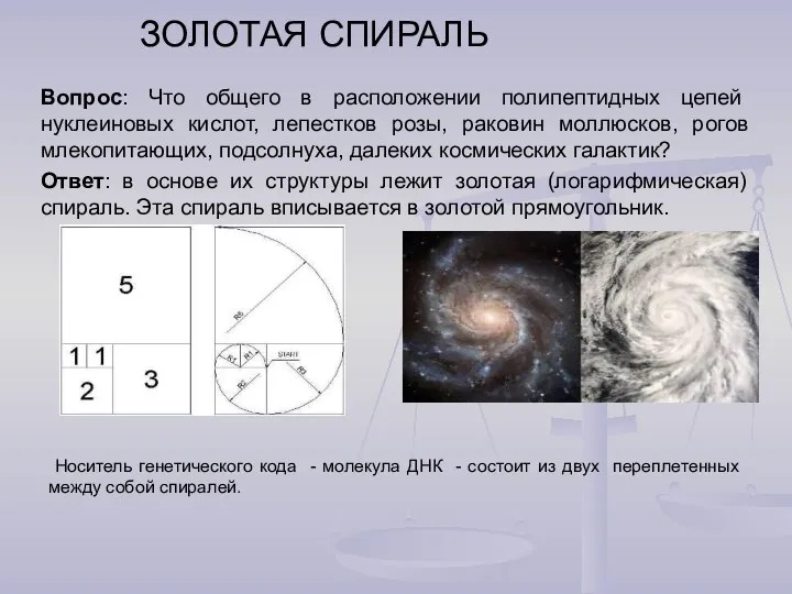 ЗОЛОТАЯ СПИРАЛЬ Вопрос: Что общего в расположении полипептидных цепей нуклеиновых кислот,