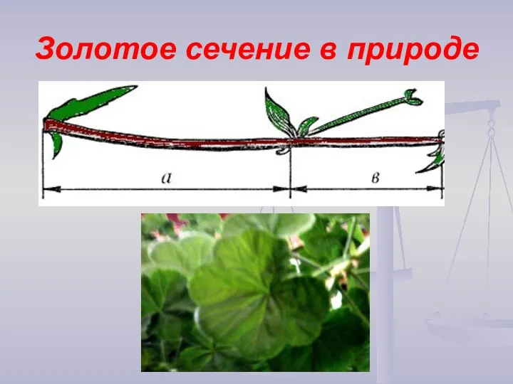 Золотое сечение в природе