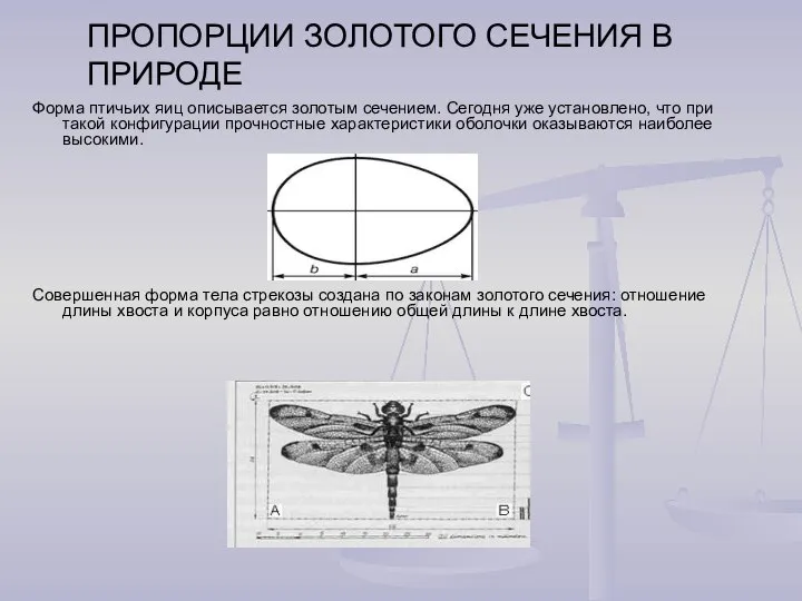 ПРОПОРЦИИ ЗОЛОТОГО СЕЧЕНИЯ В ПРИРОДЕ Форма птичьих яиц описывается золотым сечением.