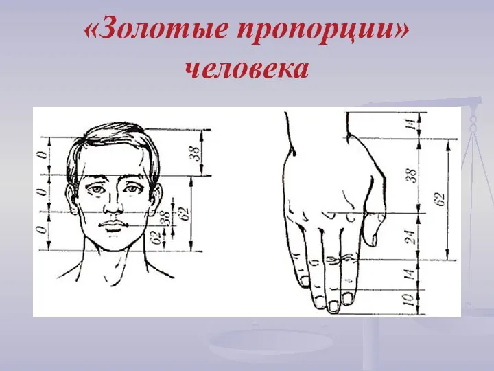 «Золотые пропорции» человека