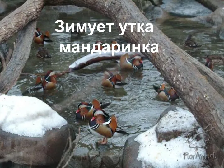 Зимует утка мандаринка