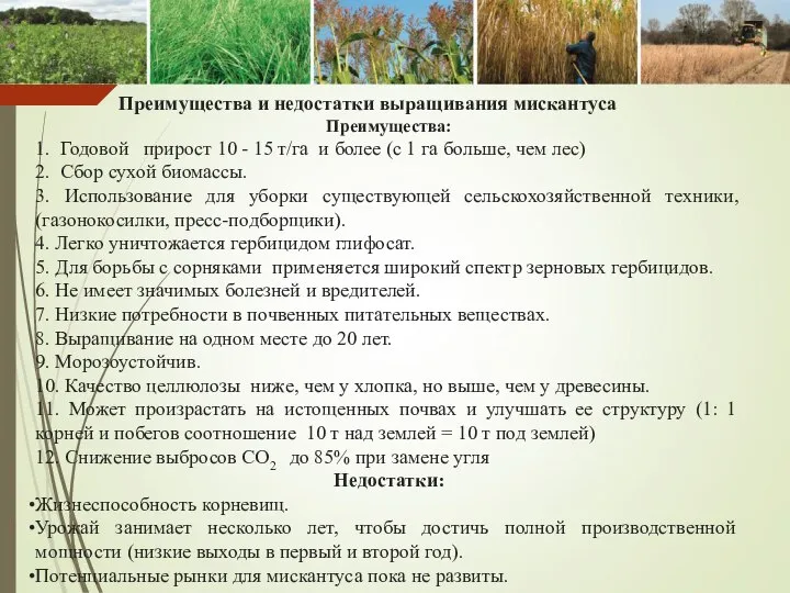 Преимущества и недостатки выращивания мискантуса Преимущества Miscanthus Преимущества: 1. Годовой прирост