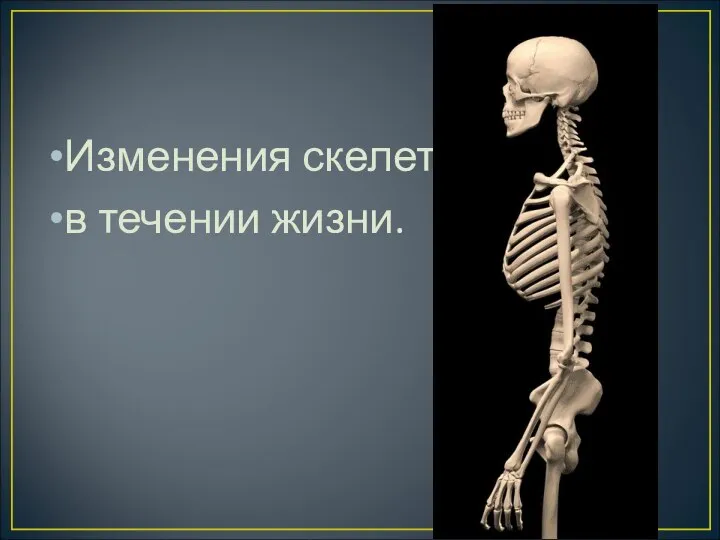 Изменения скелета в течении жизни.