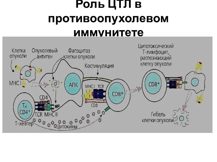 Роль ЦТЛ в противоопухолевом иммунитете