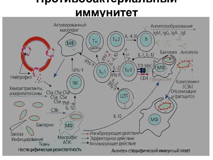 Противобактериальный иммунитет