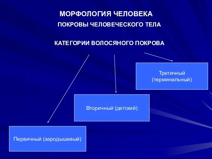 МОРФОЛОГИЯ ЧЕЛОВЕКА ПОКРОВЫ ЧЕЛОВЕЧЕСКОГО ТЕЛА КАТЕГОРИИ ВОЛОСЯНОГО ПОКРОВА Первичный (зародышевый) Вторичный (детский) Третичный (терминальный)