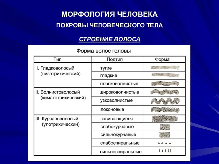 МОРФОЛОГИЯ ЧЕЛОВЕКА ПОКРОВЫ ЧЕЛОВЕЧЕСКОГО ТЕЛА СТРОЕНИЕ ВОЛОСА