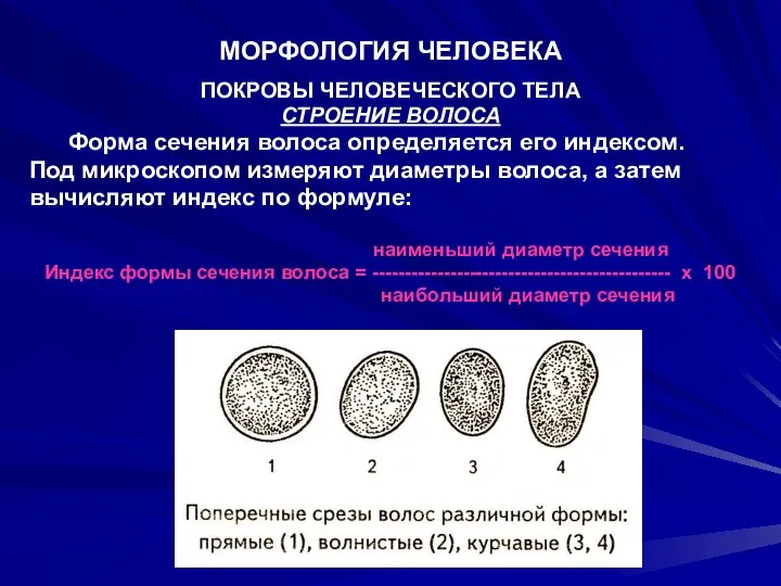 МОРФОЛОГИЯ ЧЕЛОВЕКА ПОКРОВЫ ЧЕЛОВЕЧЕСКОГО ТЕЛА СТРОЕНИЕ ВОЛОСА Форма сечения волоса определяется