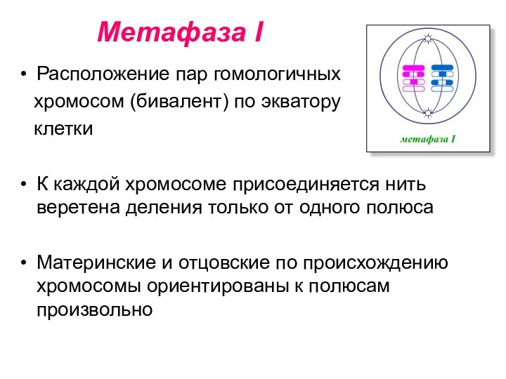 Метафаза I Расположение пар гомологичных хромосом (бивалент) по экватору клетки К