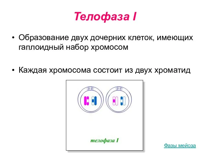 Телофаза I Образование двух дочерних клеток, имеющих гаплоидный набор хромосом Каждая