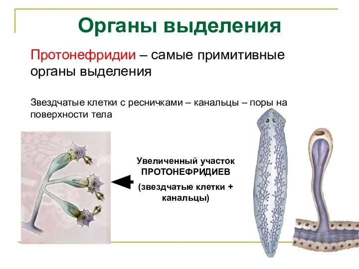 Органы выделения Протонефридии – самые примитивные органы выделения Звездчатые клетки с