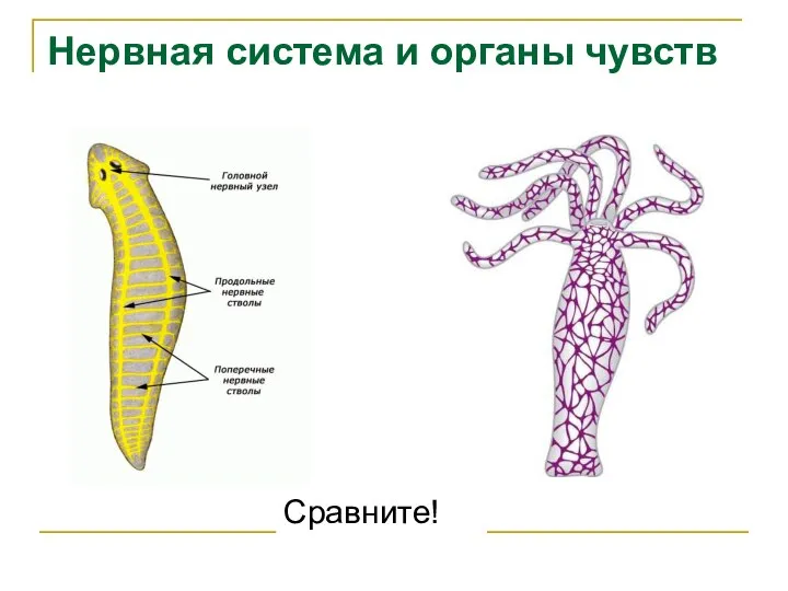 Сравните! Нервная система и органы чувств