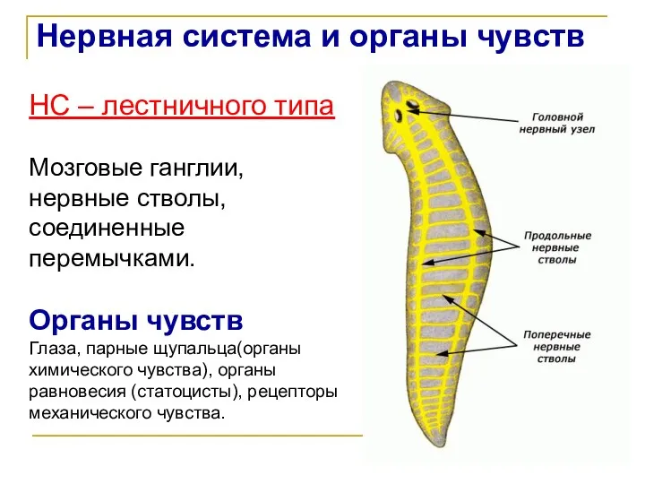 Нервная система и органы чувств НС – лестничного типа Мозговые ганглии,