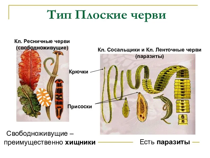 Тип Плоские черви Свободноживущие – преимущественно хищники Есть паразиты