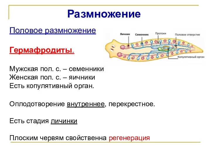 Размножение Половое размножение Гермафродиты. Мужская пол. с. – семенники Женская пол.