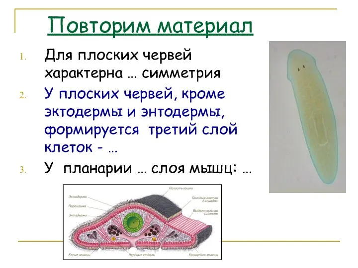 Повторим материал Для плоских червей характерна … симметрия У плоских червей,