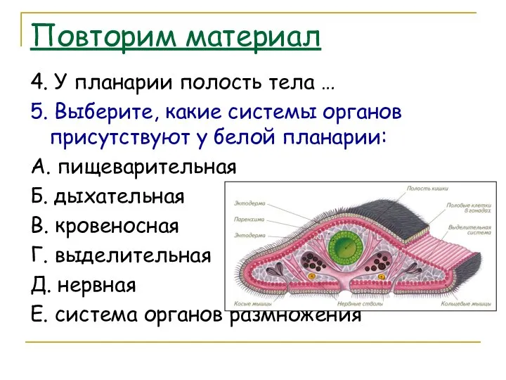 Повторим материал 4. У планарии полость тела … 5. Выберите, какие