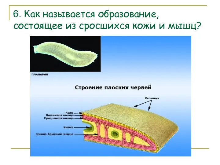 6. Как называется образование, состоящее из сросшихся кожи и мышц?