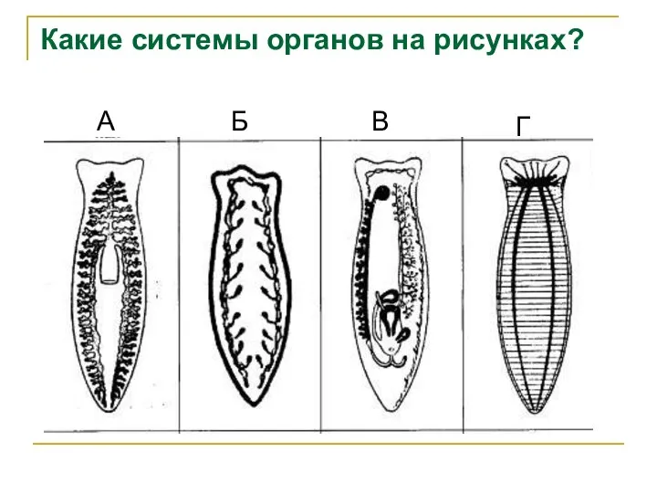 Какие системы органов на рисунках? А Б В Г